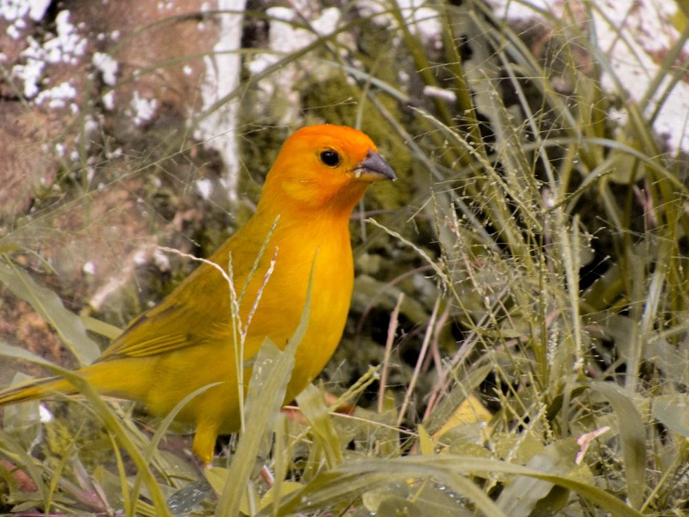 a yellow bird is standing in the grass