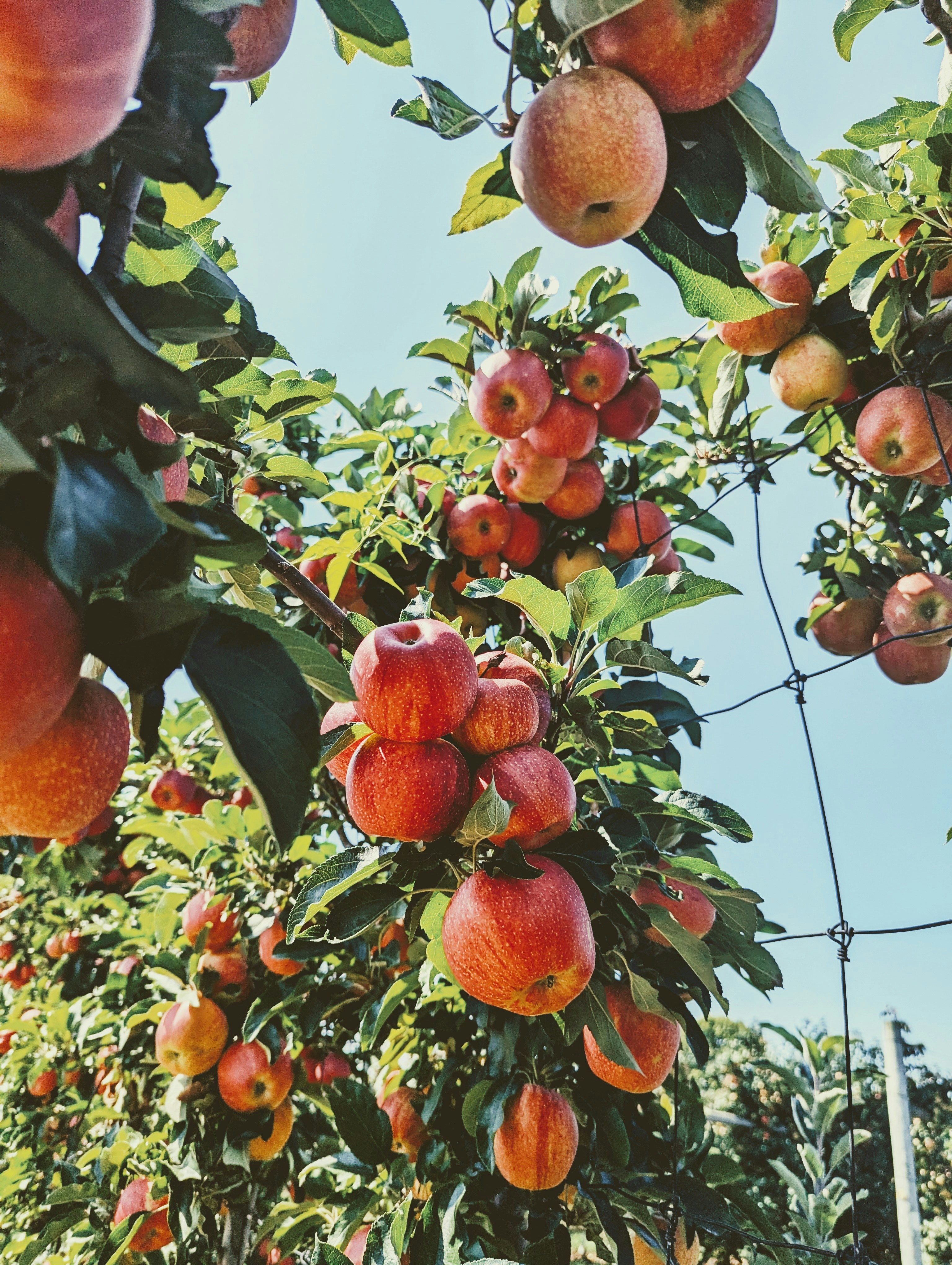 Photo by nellie_adamyan