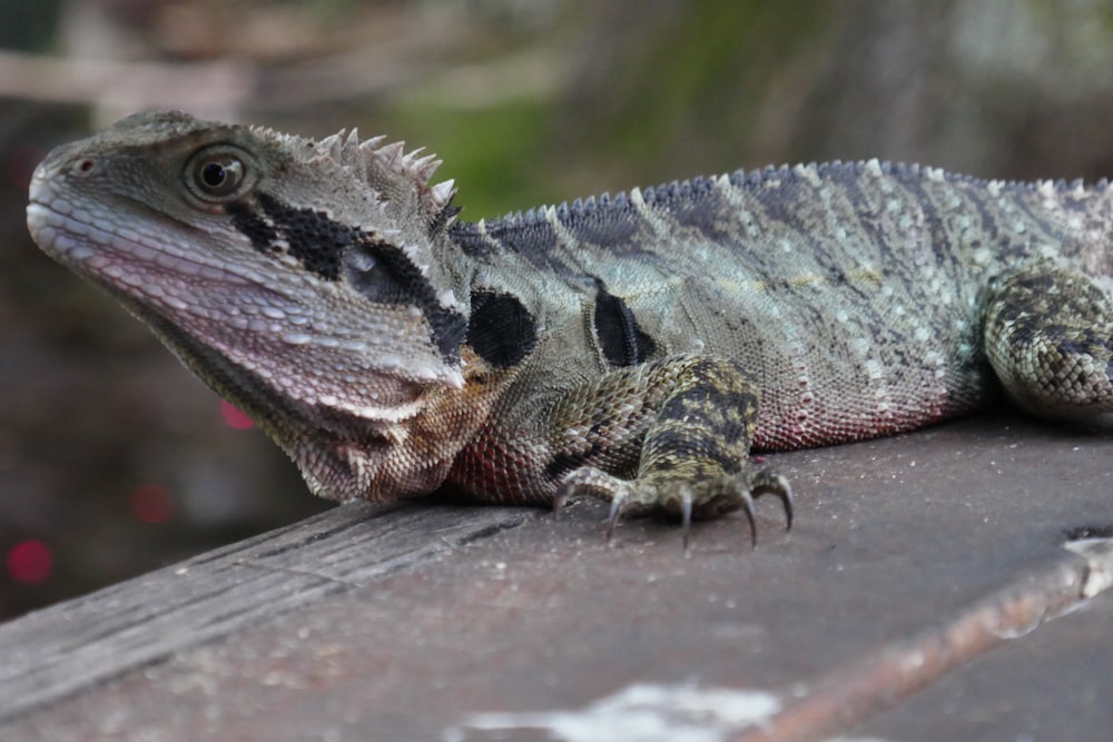 a close up of a lizard on a wooden surface