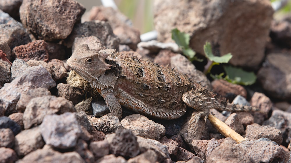 a small lizard sitting on top of a pile of rocks