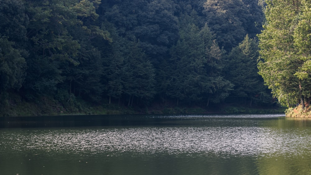 a large body of water surrounded by trees