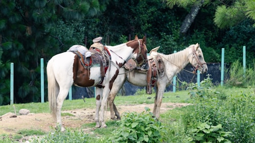 Two horses with saddles stand on a grassy area surrounded by lush greenery and small rocks. The horses are tethered, facing each other, and appear to be resting. The background reveals dense foliage, large trees, and a few vertical green poles, enhancing the natural and tranquil setting.