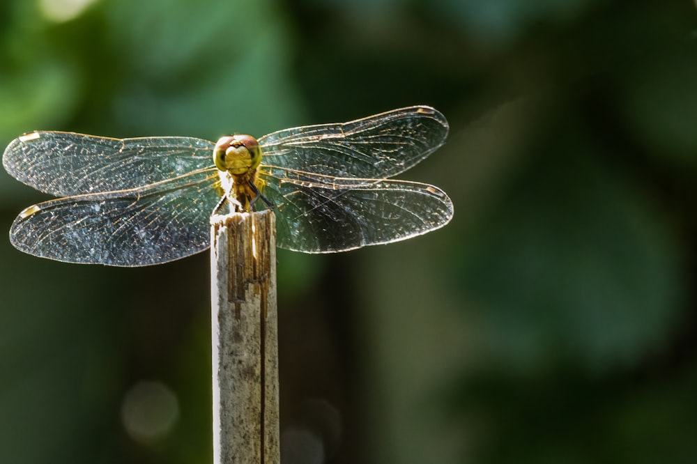 a close up of a dragonfly on a stick