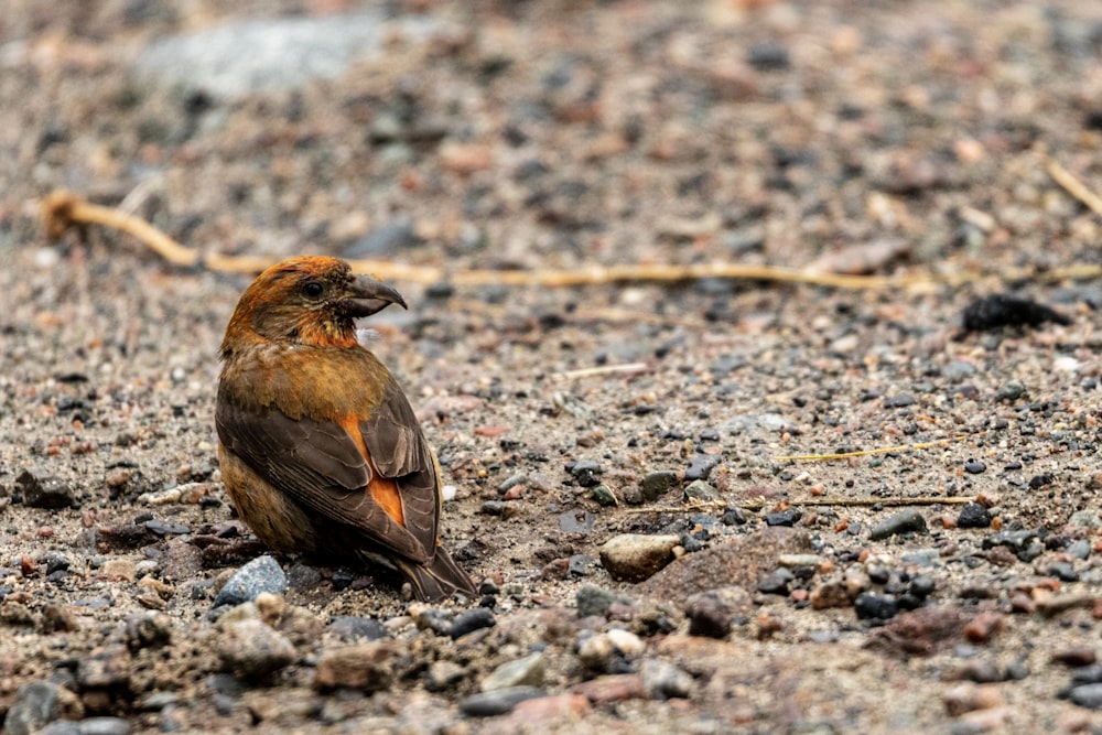a brown and orange bird sitting on top of a rocky ground
