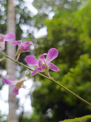 A blooming orchid with delicate pink petals against a soft green background.