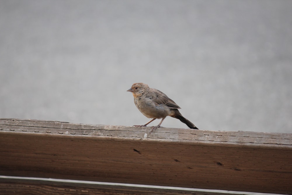 a small bird sitting on top of a wooden rail