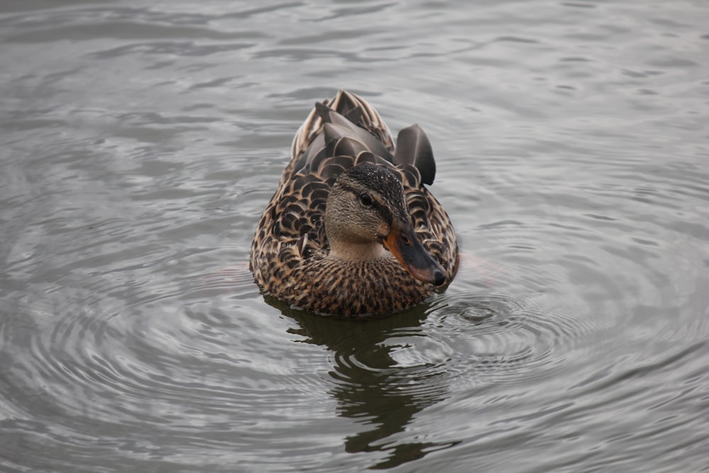 a duck floating on top of a body of water