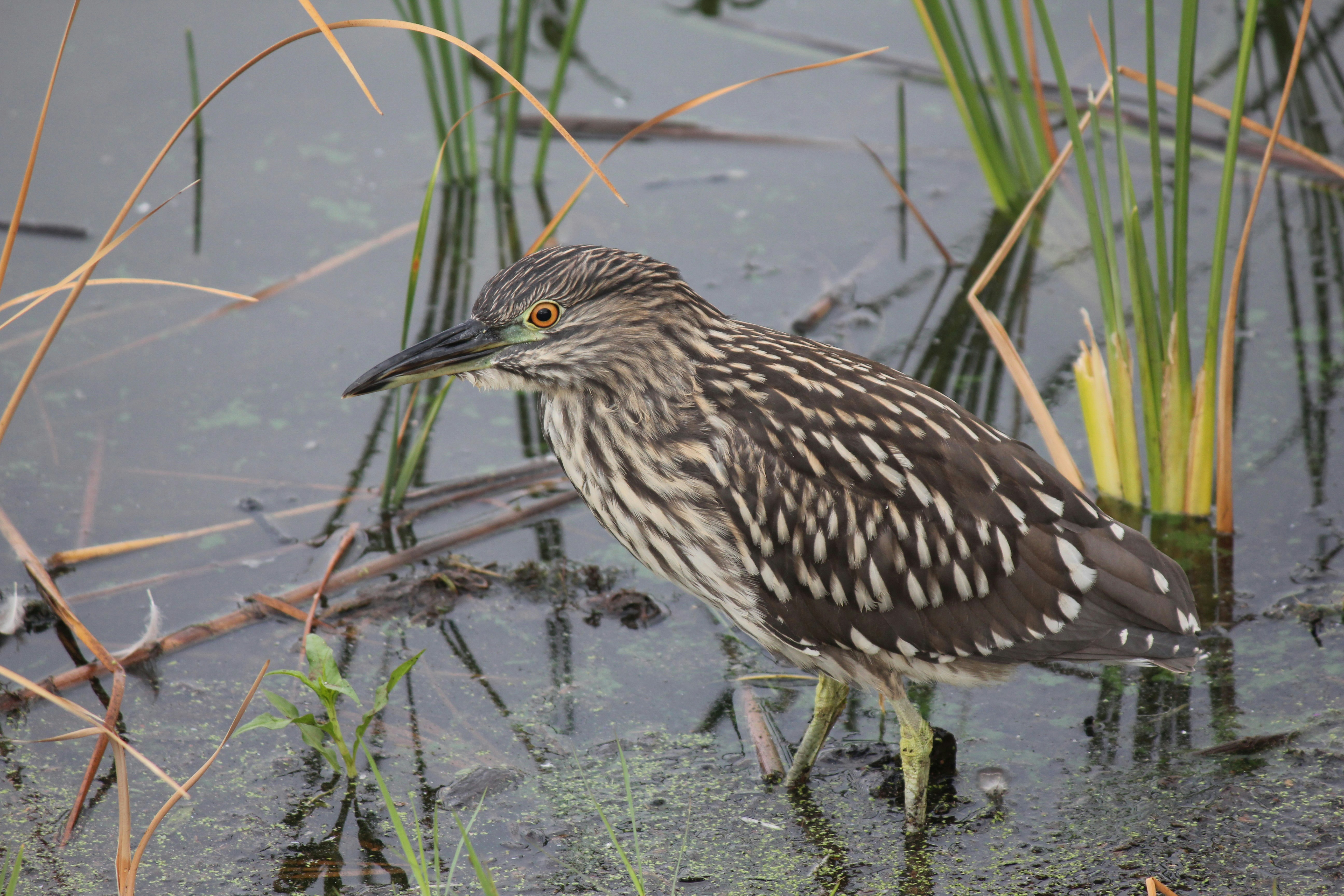 un oiseau debout dans l’eau à côté d’herbe