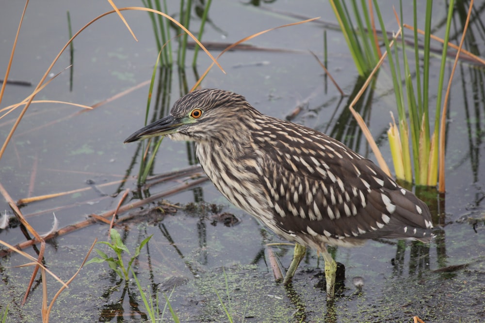 a bird standing in the water next to some grass