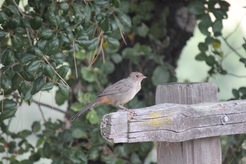 a small bird perched on a wooden fence