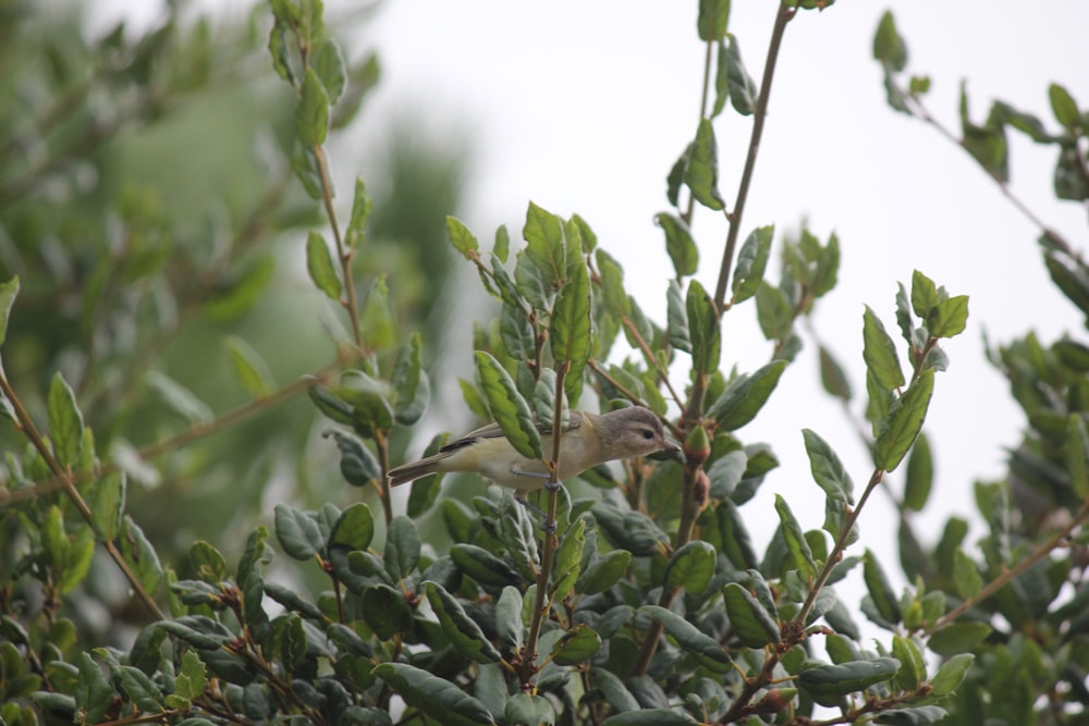 a small bird perched on top of a green tree