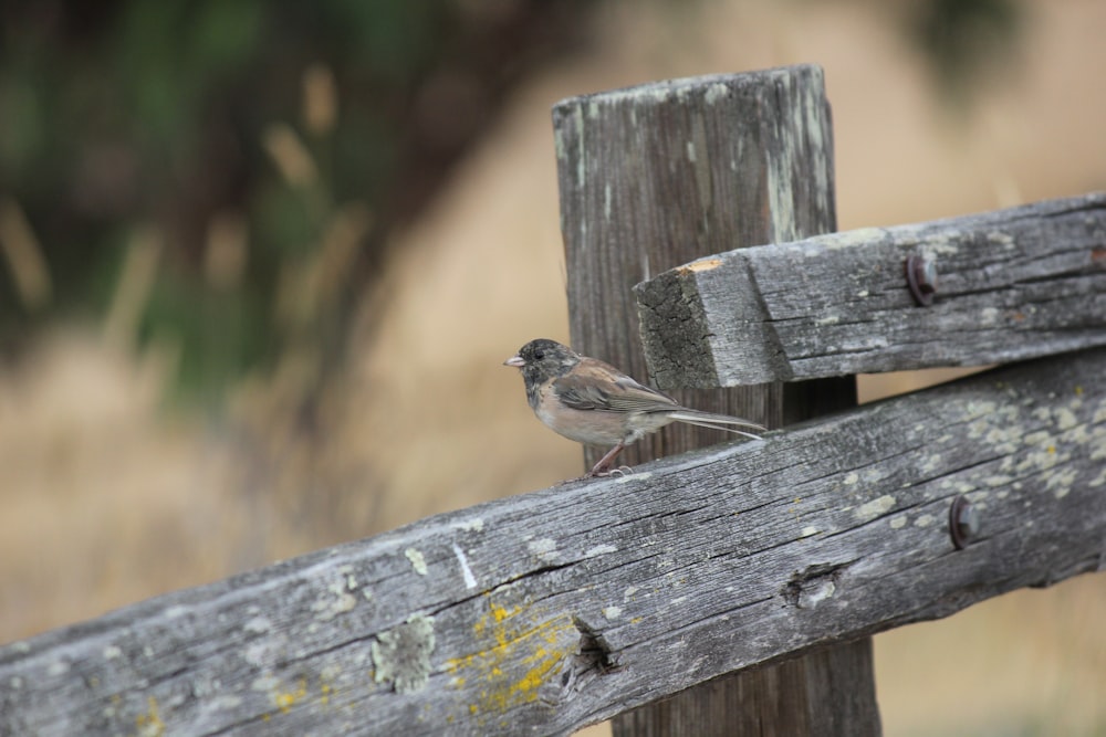 a small bird perched on a wooden fence