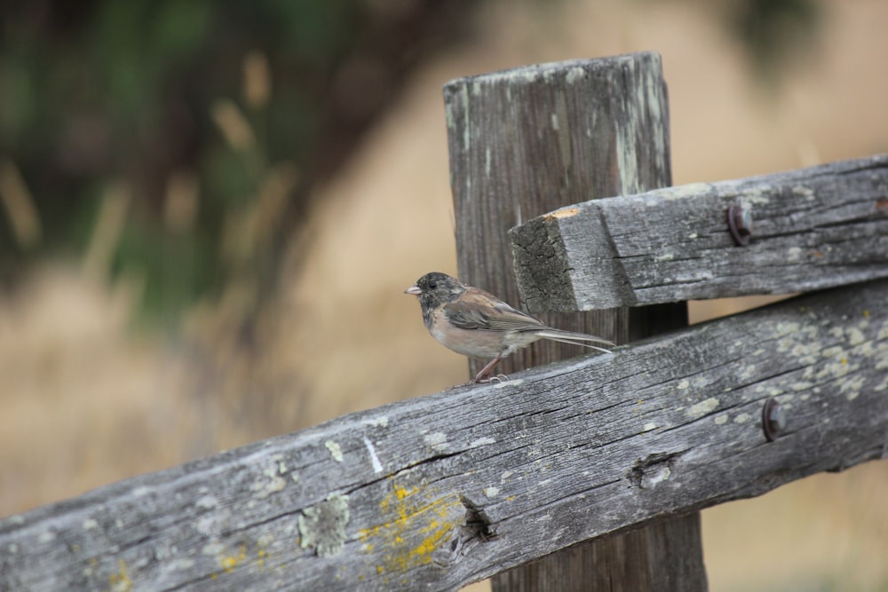 Un piccolo uccello appollaiato su una staccionata di legno