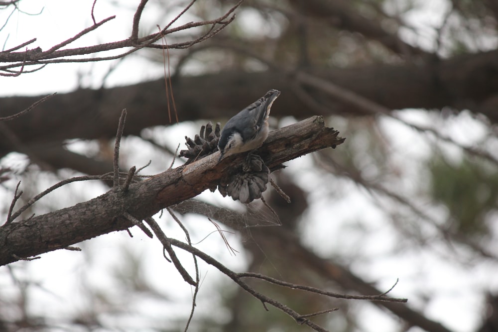 a bird perched on top of a tree branch