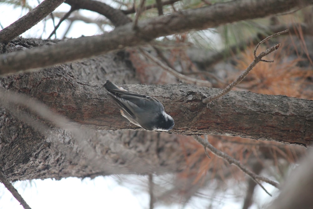 a bird sitting on a branch of a tree