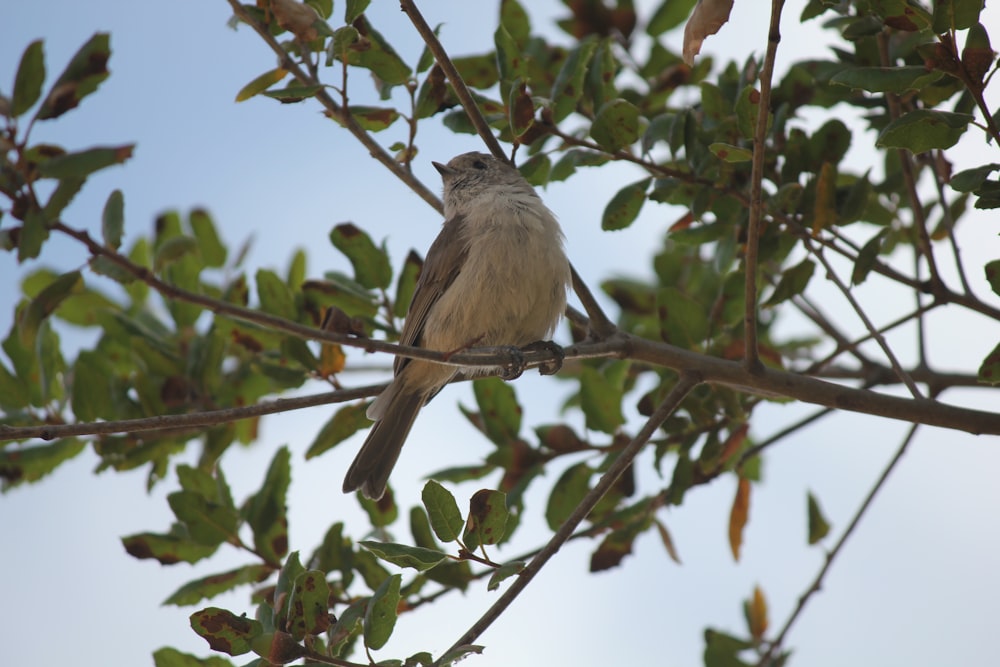 a bird sitting on a branch of a tree