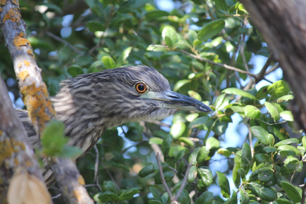 a close up of a bird in a tree