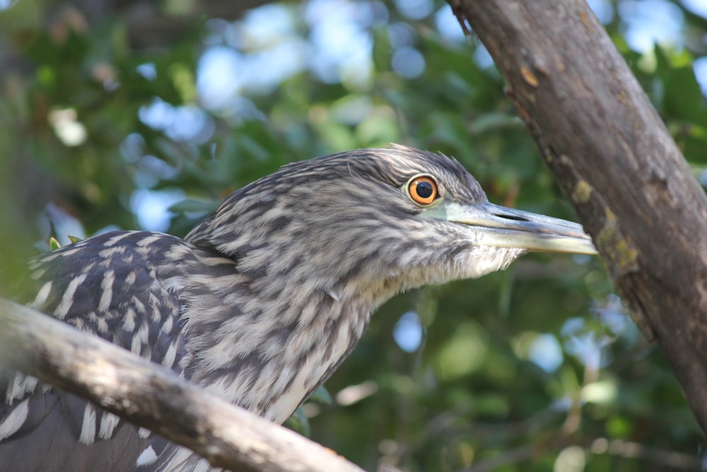 a close up of a bird on a tree branch