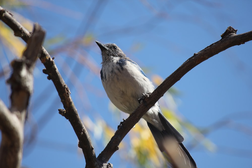 a small bird perched on a tree branch