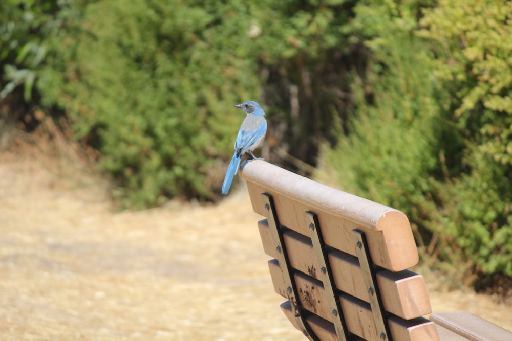 a blue bird is sitting on a park bench