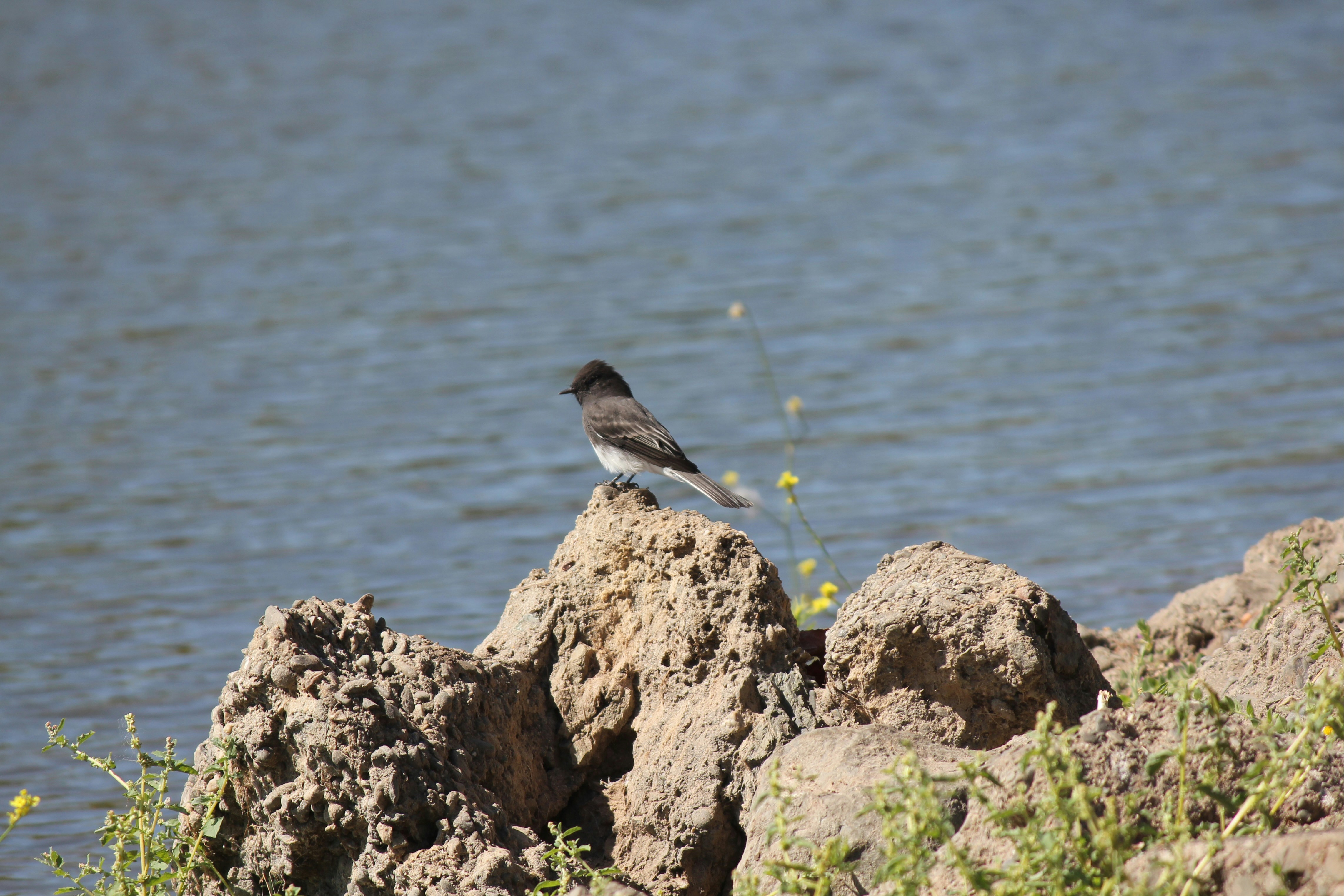 A black phoebe perched on some rocks in front of the water.