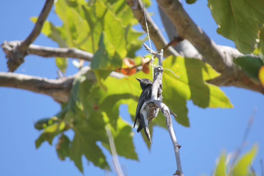 a bird sitting on a branch of a tree