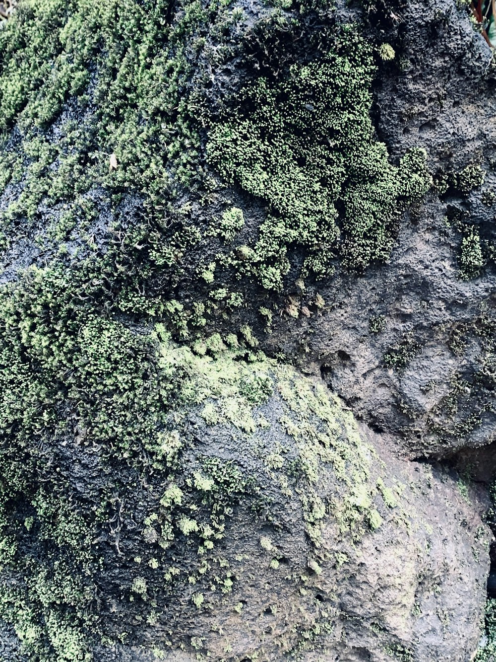 a close up of a rock with moss growing on it