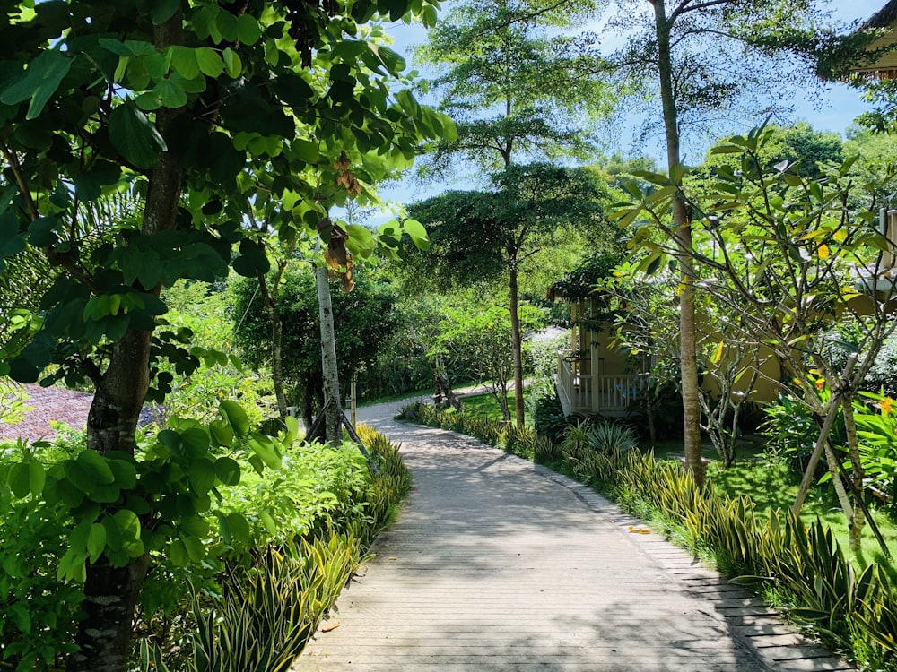 a path through a lush green forest filled with trees