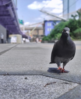 A pigeon stands on a paved urban sidewalk, with one foot slightly raised. The background features a blur of city buildings, greenery, and an overhead structure, suggesting movement. The focus on the pigeon creates a street-level perspective.