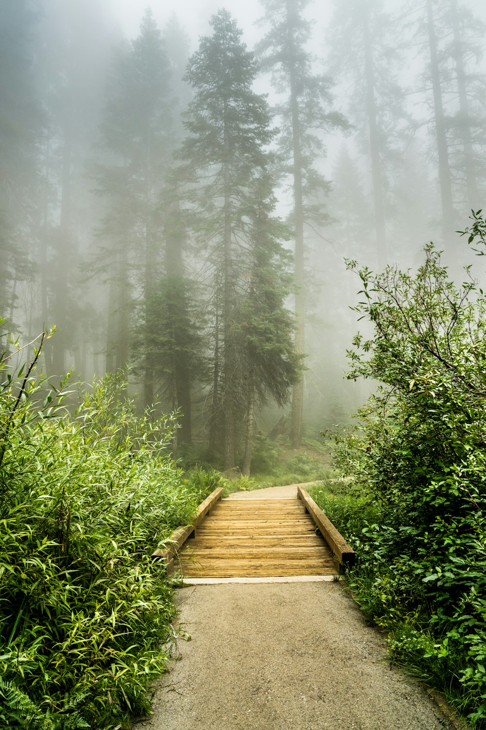 Ein nebliger Pfad, der durch einen Wald führt