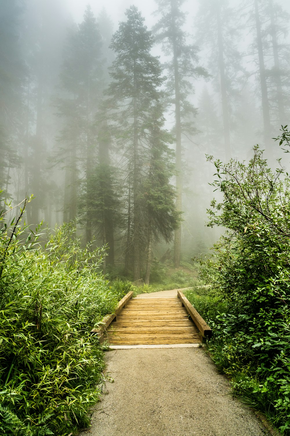 a foggy path leading through a forest