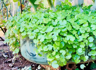 A vibrant cluster of green leaves overflows from a planter, which appears to be made from a reused tire. The scene includes surrounding plants and earth, with various tones of green leaves and branches.