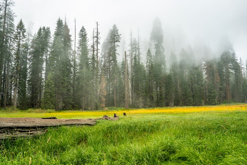 a field with a fallen tree in the middle of it