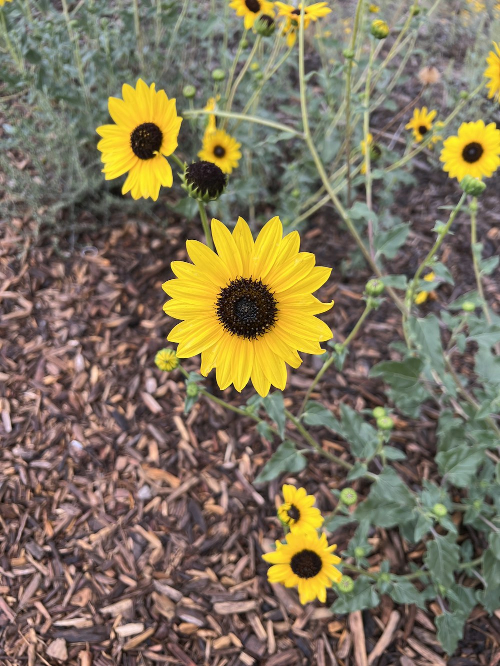 a field of sunflowers in the middle of a field