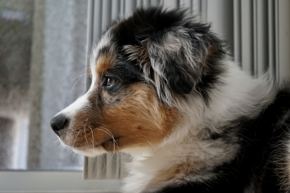 a close up of a dog looking out a window