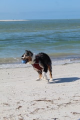 A playful dog with a wet coat and a red harness is holding a blue ball in its mouth while standing on a sandy beach. The ocean waves are visible in the background under a clear blue sky.