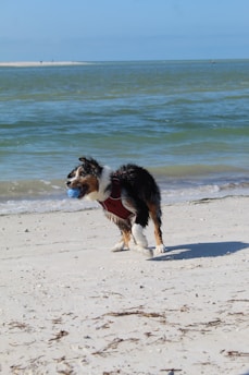 A playful dog with a wet coat and a red harness is holding a blue ball in its mouth while standing on a sandy beach. The ocean waves are visible in the background under a clear blue sky.