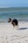 A playful border collie sporting a vibrant Wuffy Dog Australia leash on a beach.