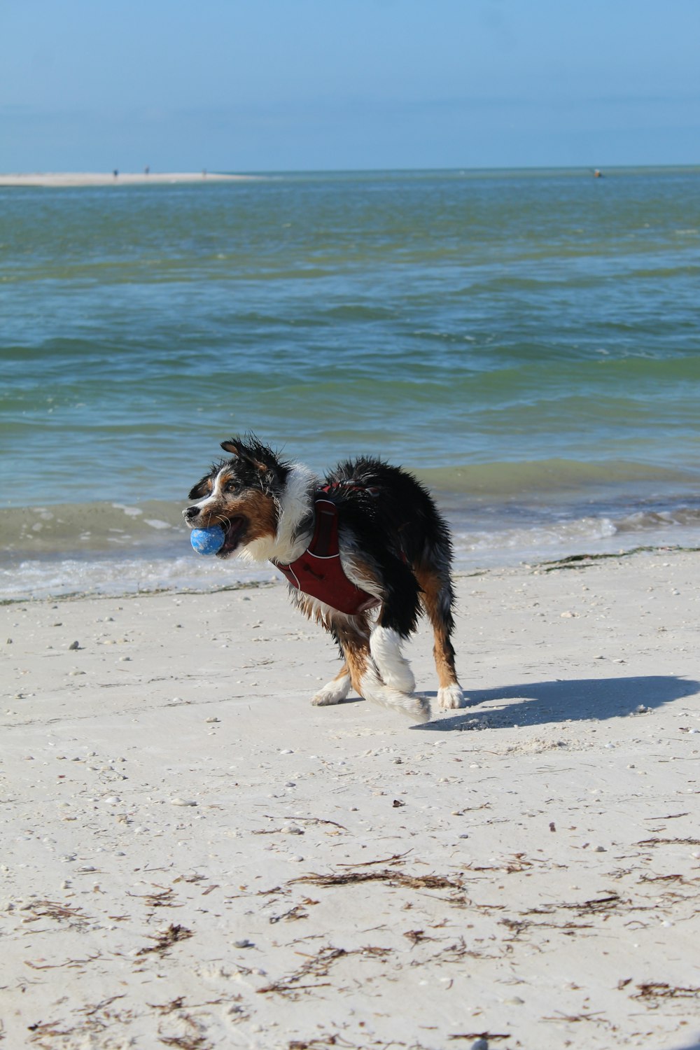 a dog on a beach with a ball in its mouth