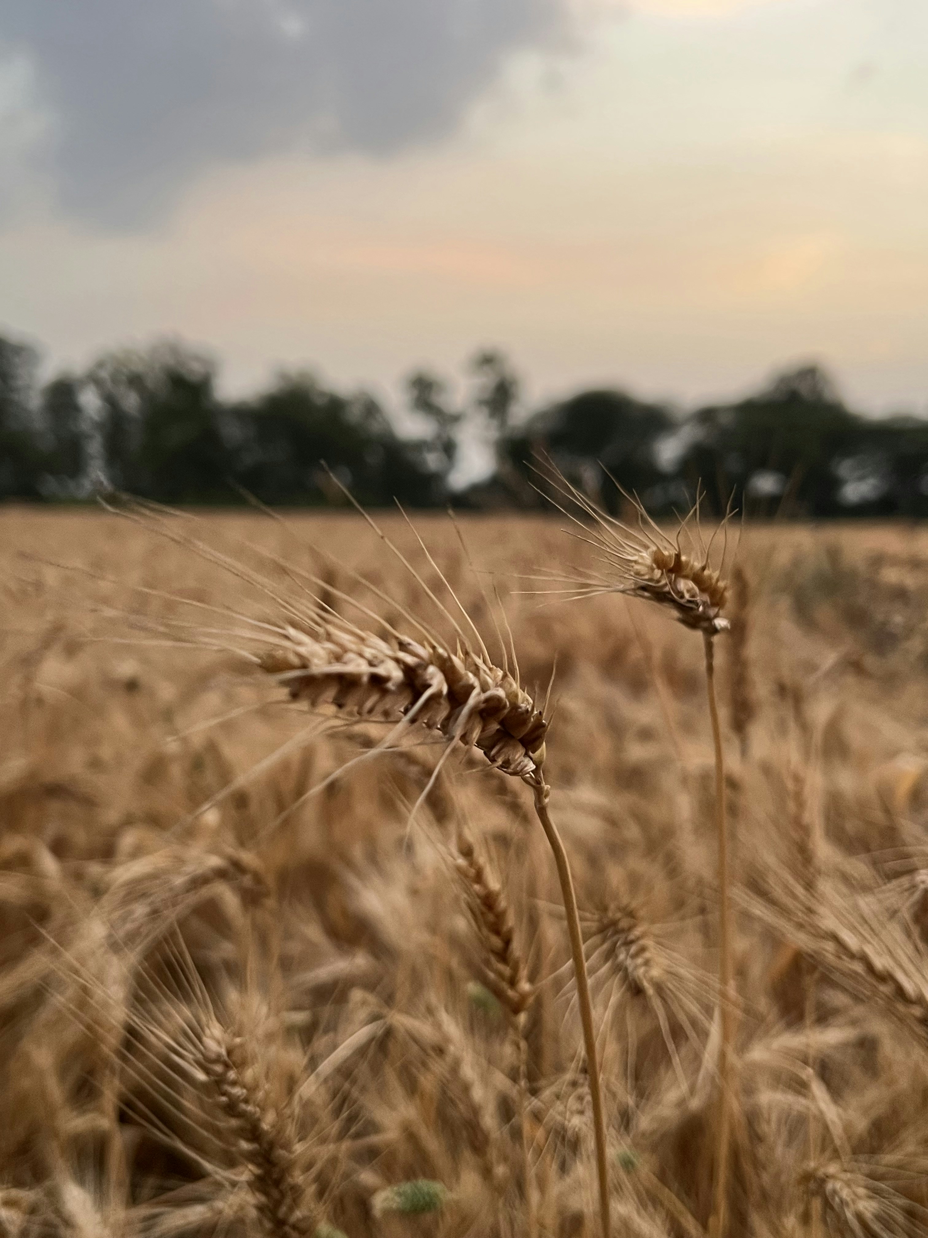 Photo by pawan_payne