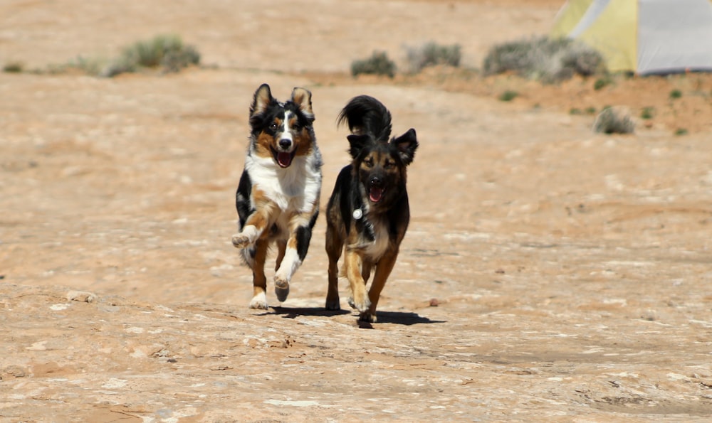 a couple of dogs running across a dirt field