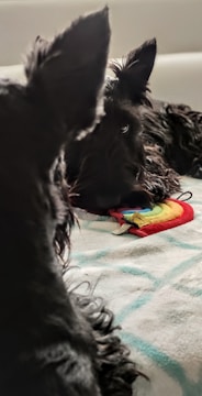 Two black Scottish Terrier dogs are present, with one dog looking directly at the viewer while lying on a bed. A colorful rainbow toy is in front of the dog, enhancing a playful atmosphere. The background is softly blurred, drawing focus to the dogs.