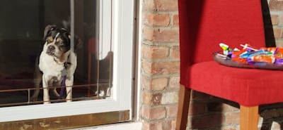 A small dog sits behind a glass door, looking outside. Next to the door, a red chair holds a bowl filled with colorful candies. The setting includes a brick wall that catches the sunlight.