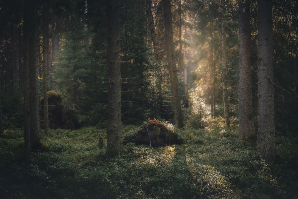 a forest filled with lots of tall trees