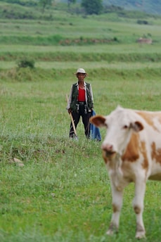 A person wearing a hat and carrying tools stands in a lush green field, focusing ahead. In the foreground, a cow with white and brown patches grazes, partially obscured and slightly blurred. The background features expansive grassy plains with blurred trees and hints of distant hills.