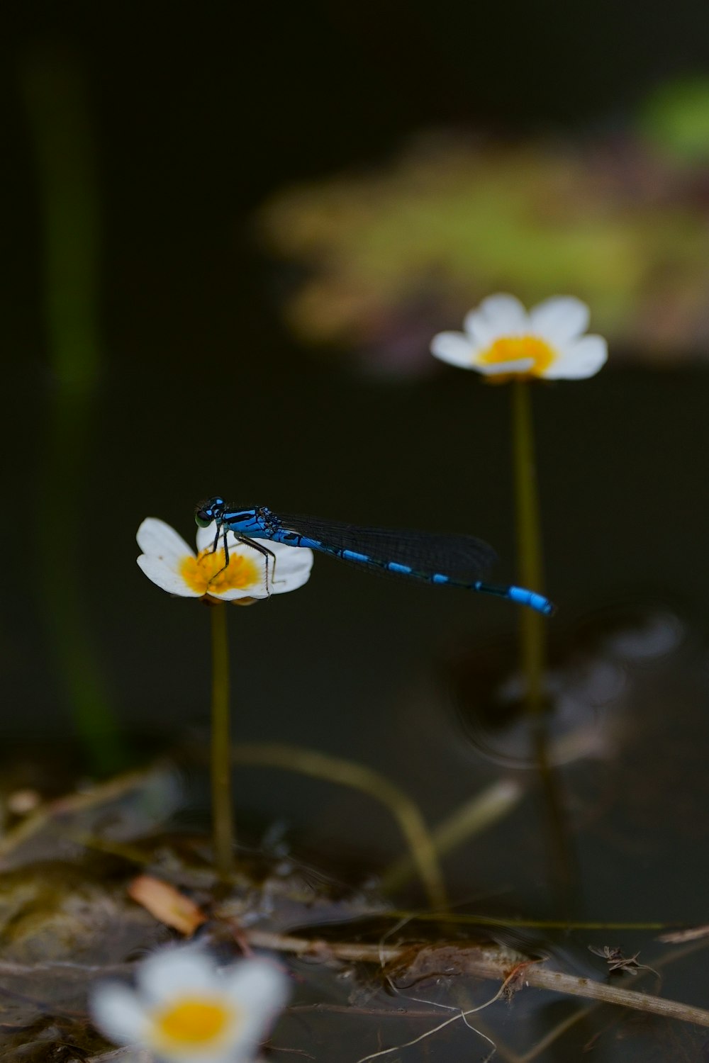 a blue insect sitting on top of a white flower