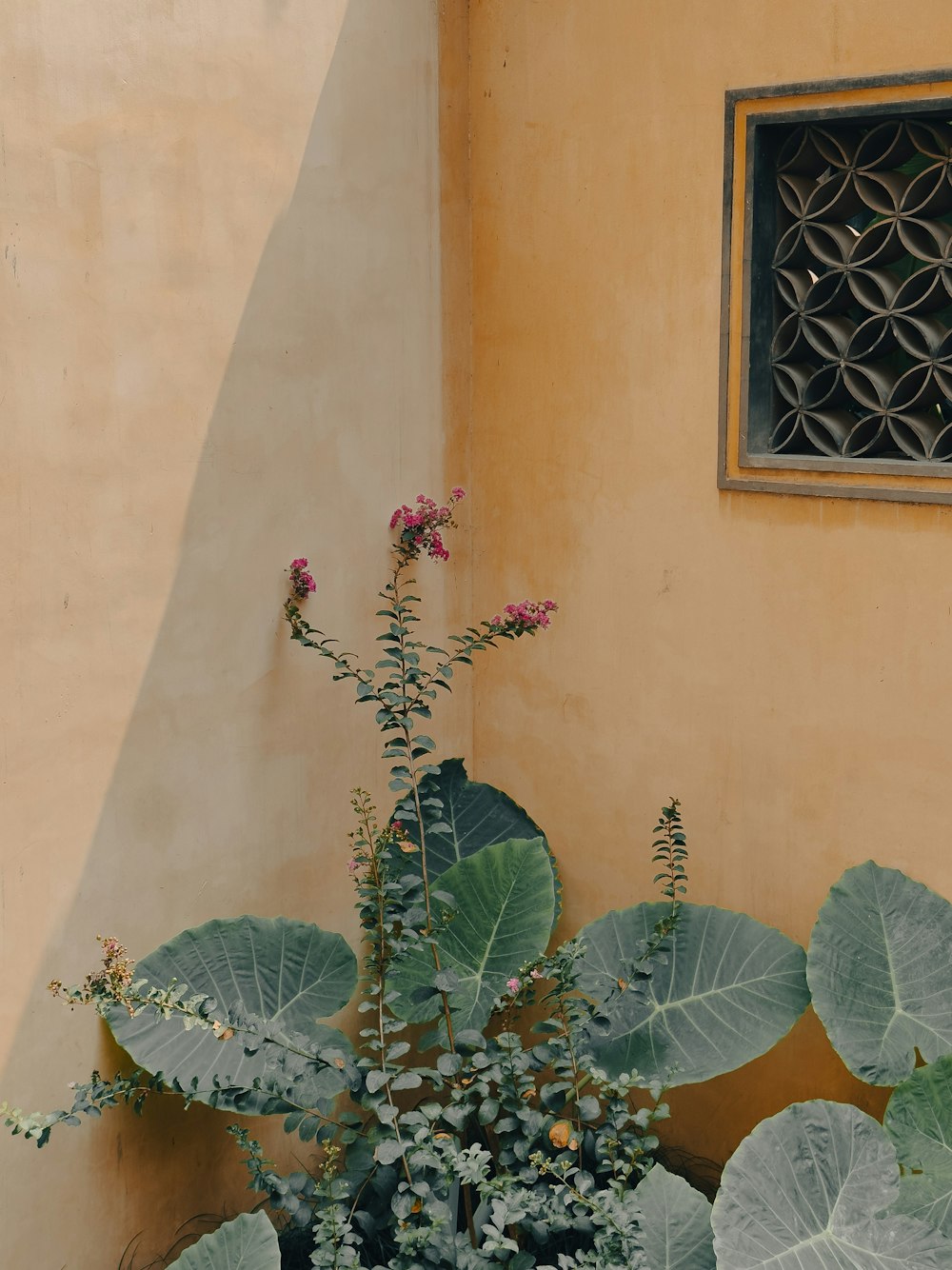 a potted plant sitting next to a yellow wall