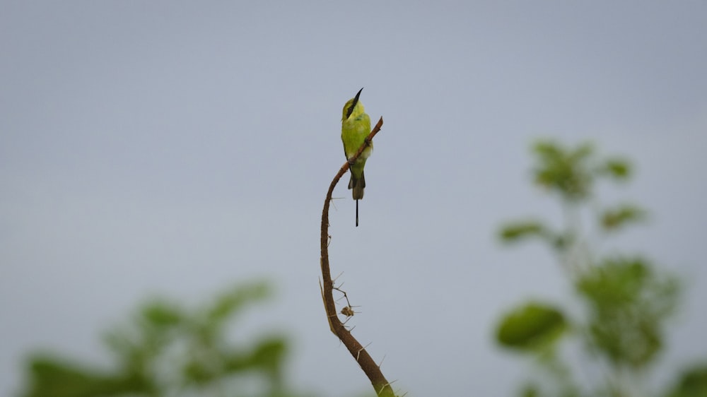 a small bird perched on top of a tree branch