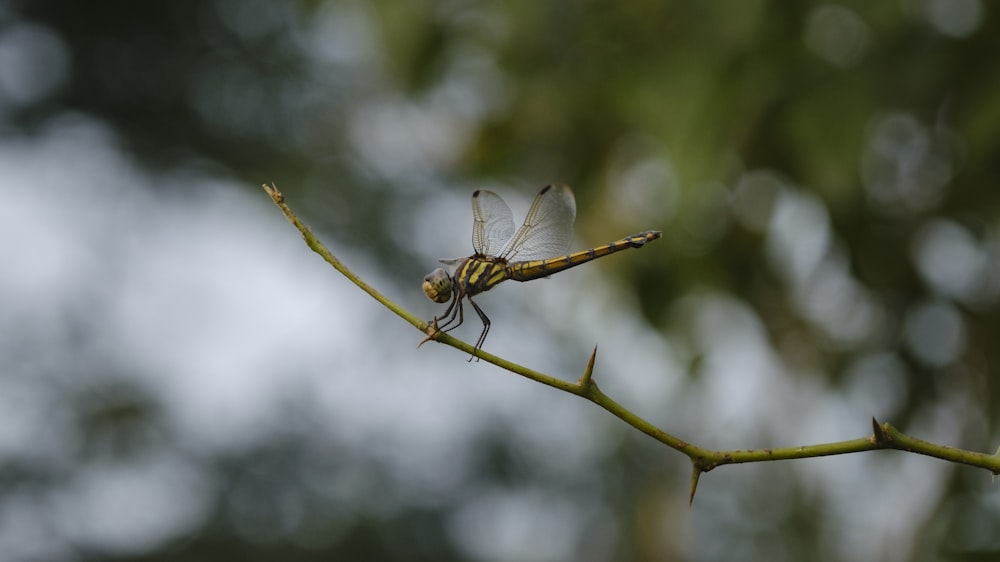 a dragon fly sitting on top of a tree branch
