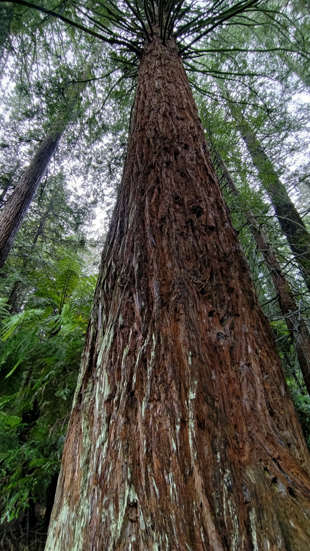 Un árbol alto en medio de un bosque